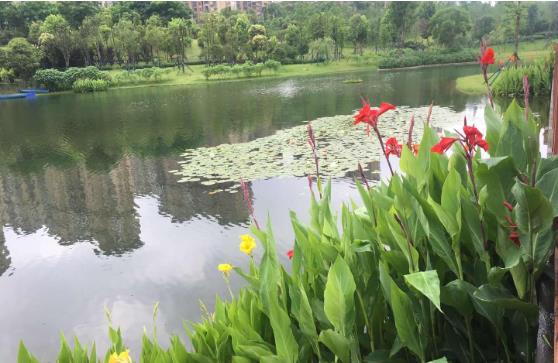 黑臭水體怎麽處理？農村黑臭水體小黄鸭黄APP下载方案
